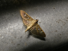 Microthyris anormalis