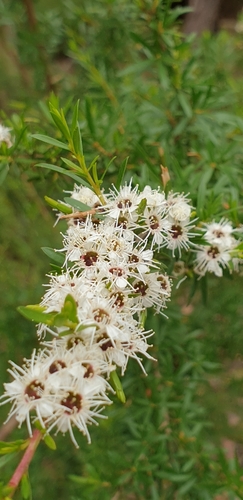 Image of Kunzea leptospermoides by (c) Martin Rady, some rights reserved (CC BY)