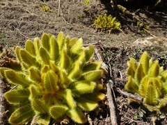 Meconopsis paniculata