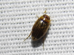 Hygrotus nubilus