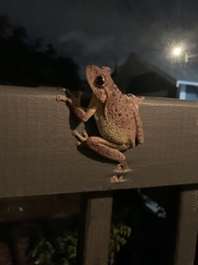 Osteopilus septentrionalis