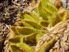 Meconopsis paniculata