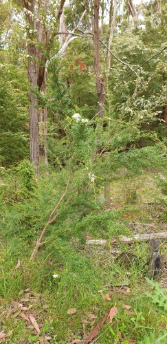 Image of Kunzea leptospermoides by (c) Martin Rady, some rights reserved (CC BY)