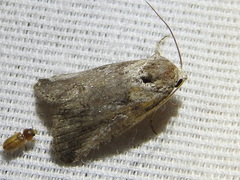 Aleptina