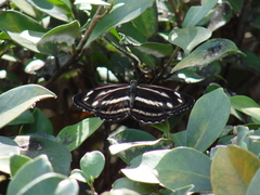 Neptis taiwana
