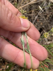 Pimelea curviflora sericea