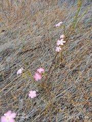 Mandevilla tenuifolia