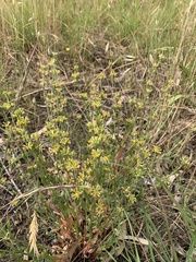 Pimelea curviflora sericea