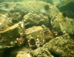 Trachinops caudimaculatus