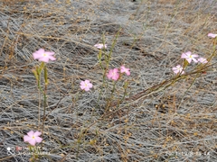 Mandevilla tenuifolia