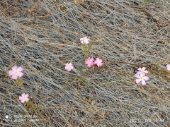 Mandevilla tenuifolia
