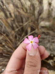 Mandevilla tenuifolia