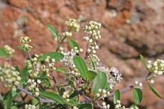 Ceanothus martini