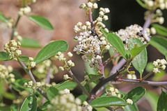Ceanothus martini