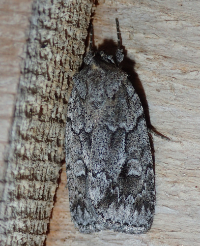 Blueberry Sallow photo 4