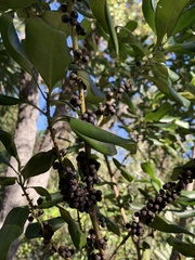 Myrsine cubana