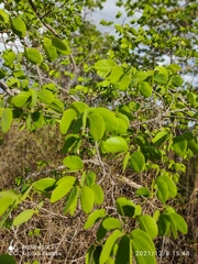 Hymenaea martiana
