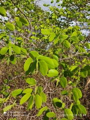 Hymenaea martiana
