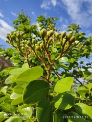 Hymenaea martiana