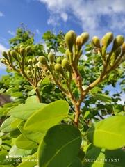 Hymenaea martiana