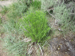 Chrysothamnus viscidiflorus viscidiflorus