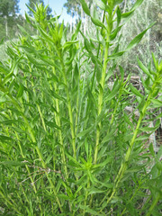 Chrysothamnus viscidiflorus viscidiflorus