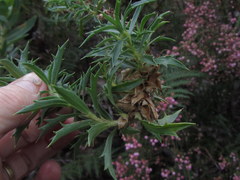 Cliffortia phillipsii