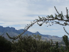 Cliffortia phillipsii