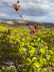 Peltogyne pauciflora