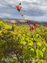 Peltogyne pauciflora