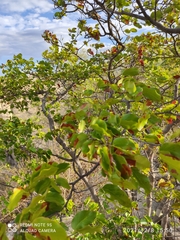 Peltogyne pauciflora