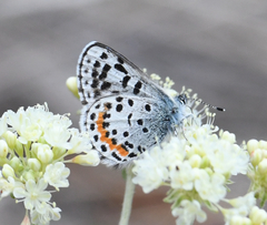 Euphilotes heracleoides
