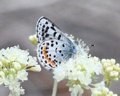 Euphilotes heracleoides