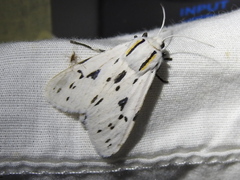 Ectypia bivittata