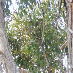 Phylidonyris novaehollandiae canescens