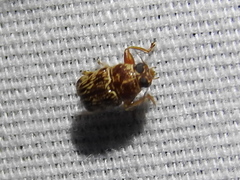 Pachybrachis turbidus