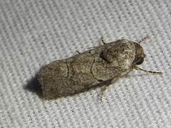 Metaponpneumata