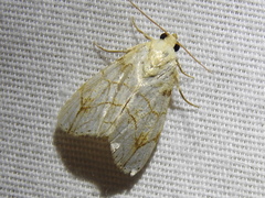 Bagisara tristicta
