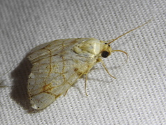 Bagisara tristicta