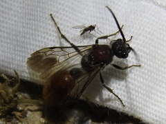 Sphaeropthalma imperialis