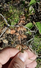 Salvia lasiantha