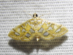 Pseudopyrausta marginalis