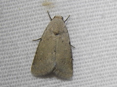 Leucocnemis perfundis