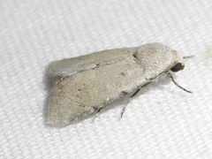 Leucocnemis perfundis