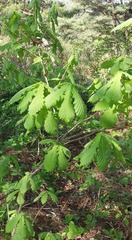 Quercus mongolica