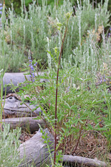 Cirsium clavatum