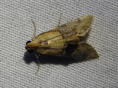 Cacozelia elegans
