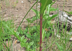 Cirsium clavatum