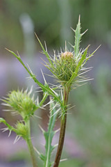 Cirsium clavatum