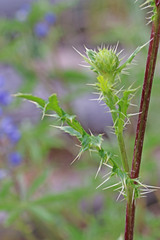 Cirsium clavatum